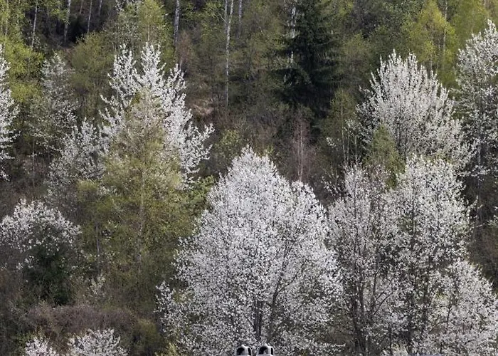 Biser Uvca I Zlatara